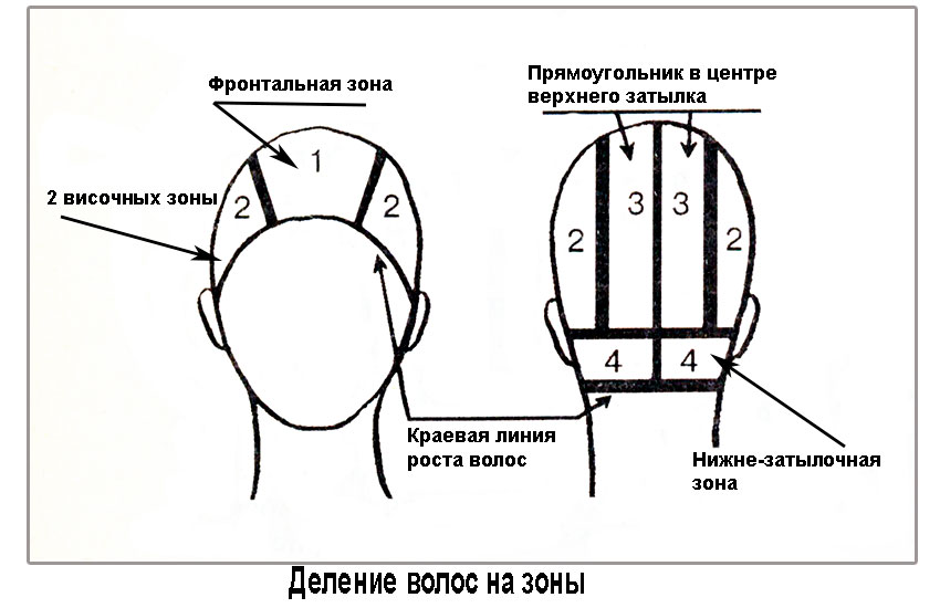 Деление на зоны для стрижки ритм